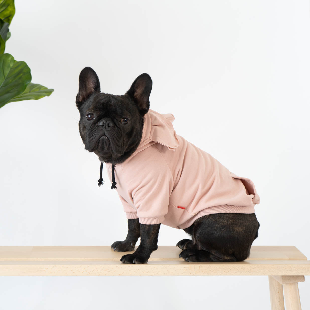 Ear-esistible Cotton Dog Hoodie