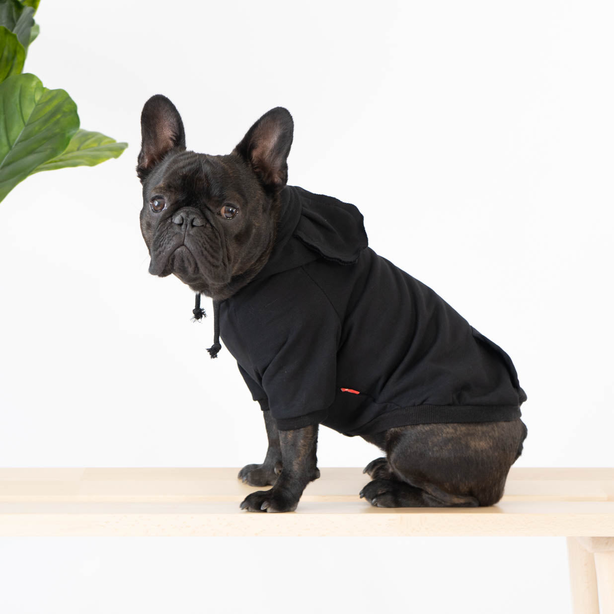 Ear-esistible Cotton Dog Hoodie