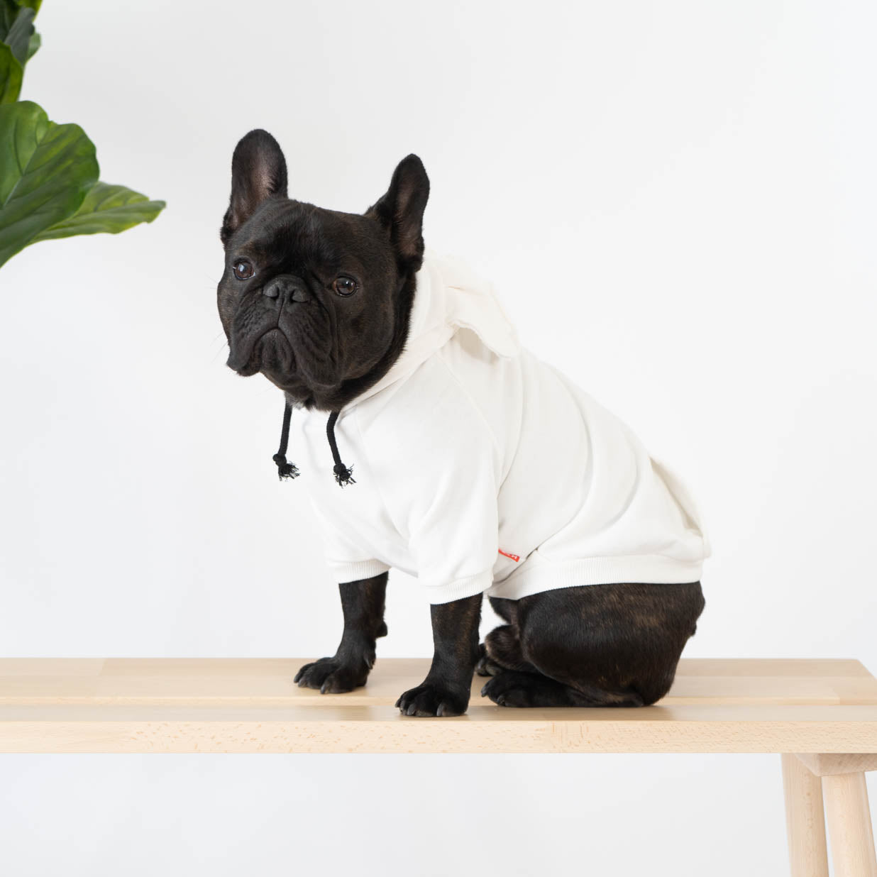 Ear-esistible Cotton Dog Hoodie