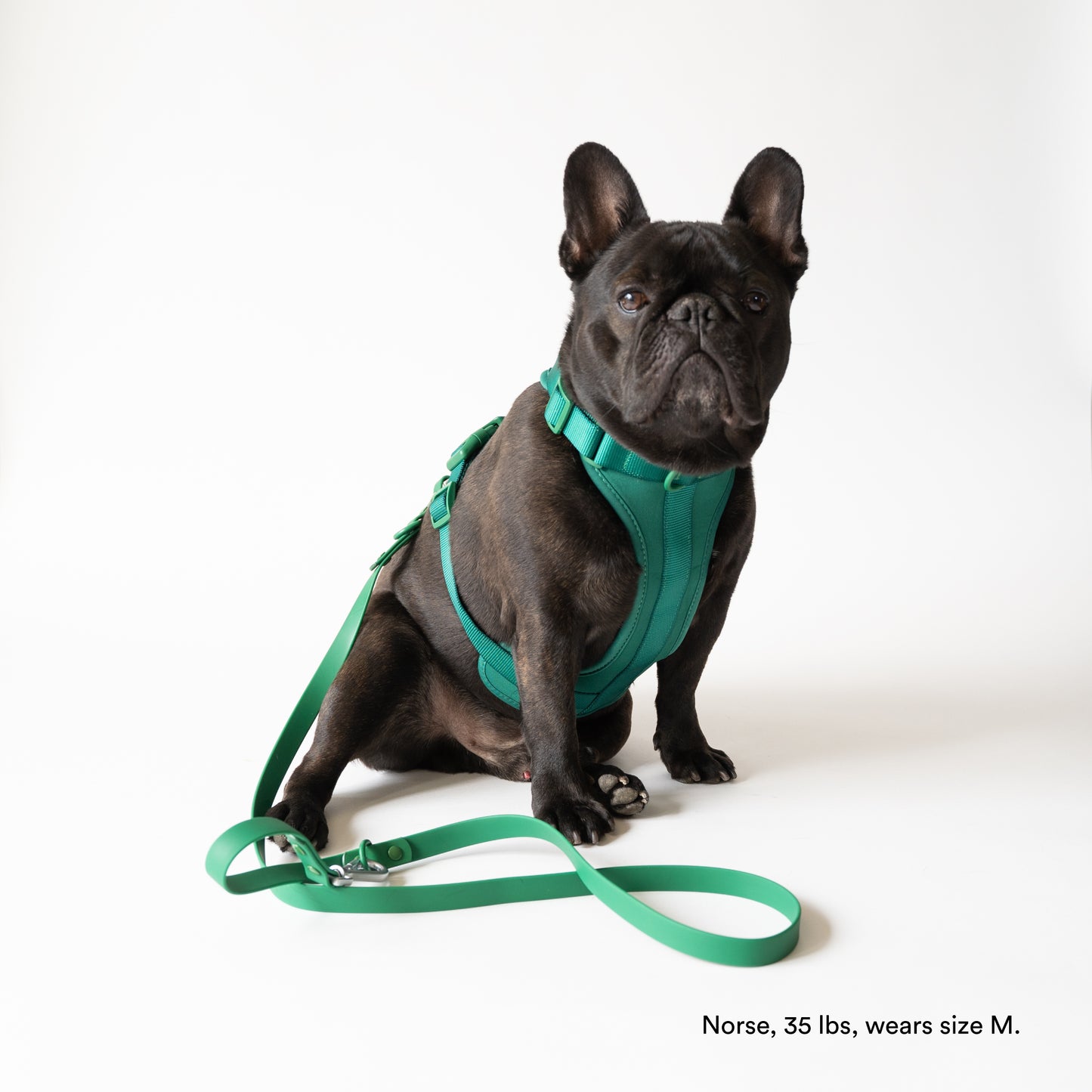 Dog harness Green