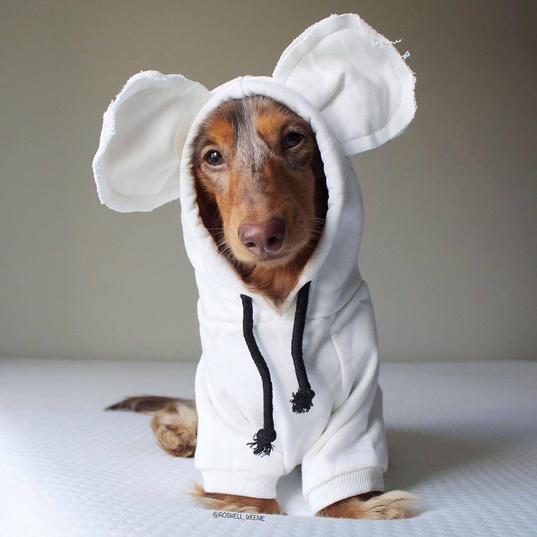 Louie Designer Dog Hoodie With Ears