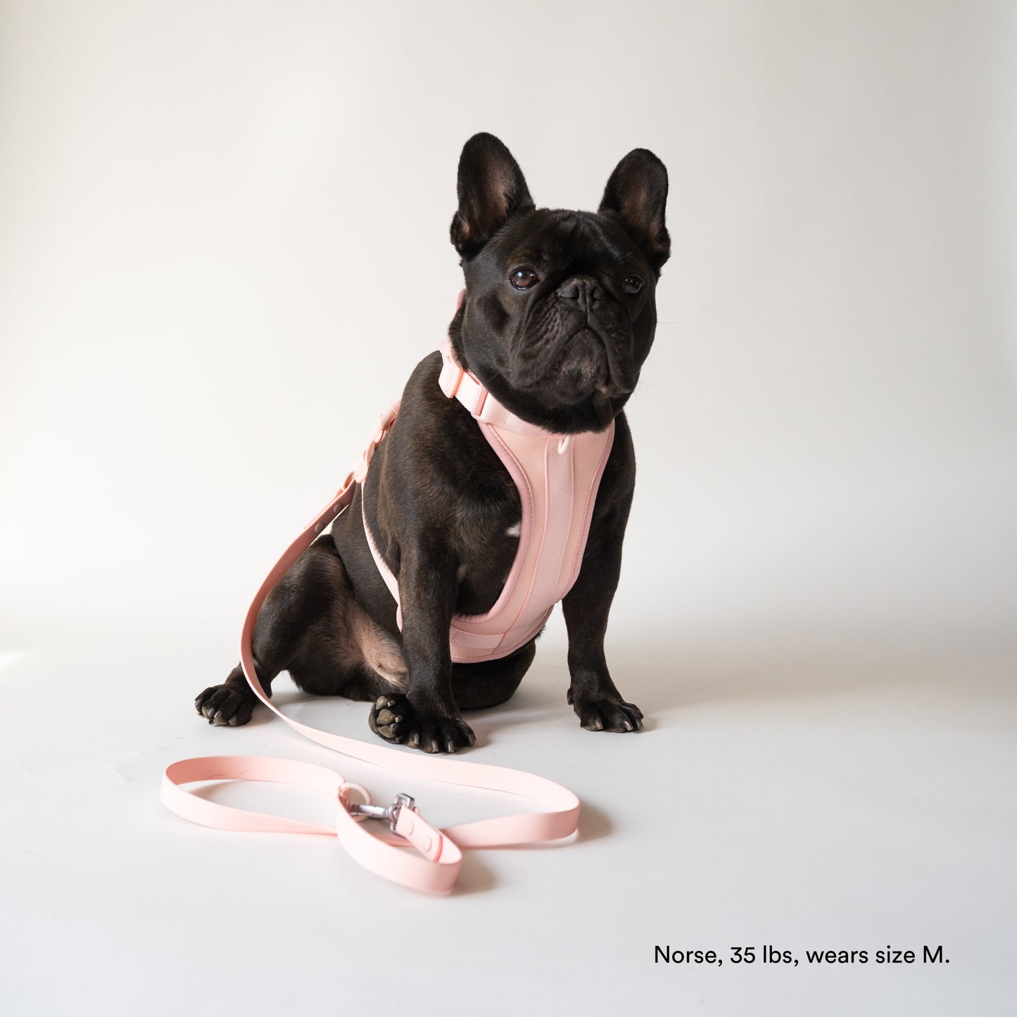 Pink Harness for Small DOgs