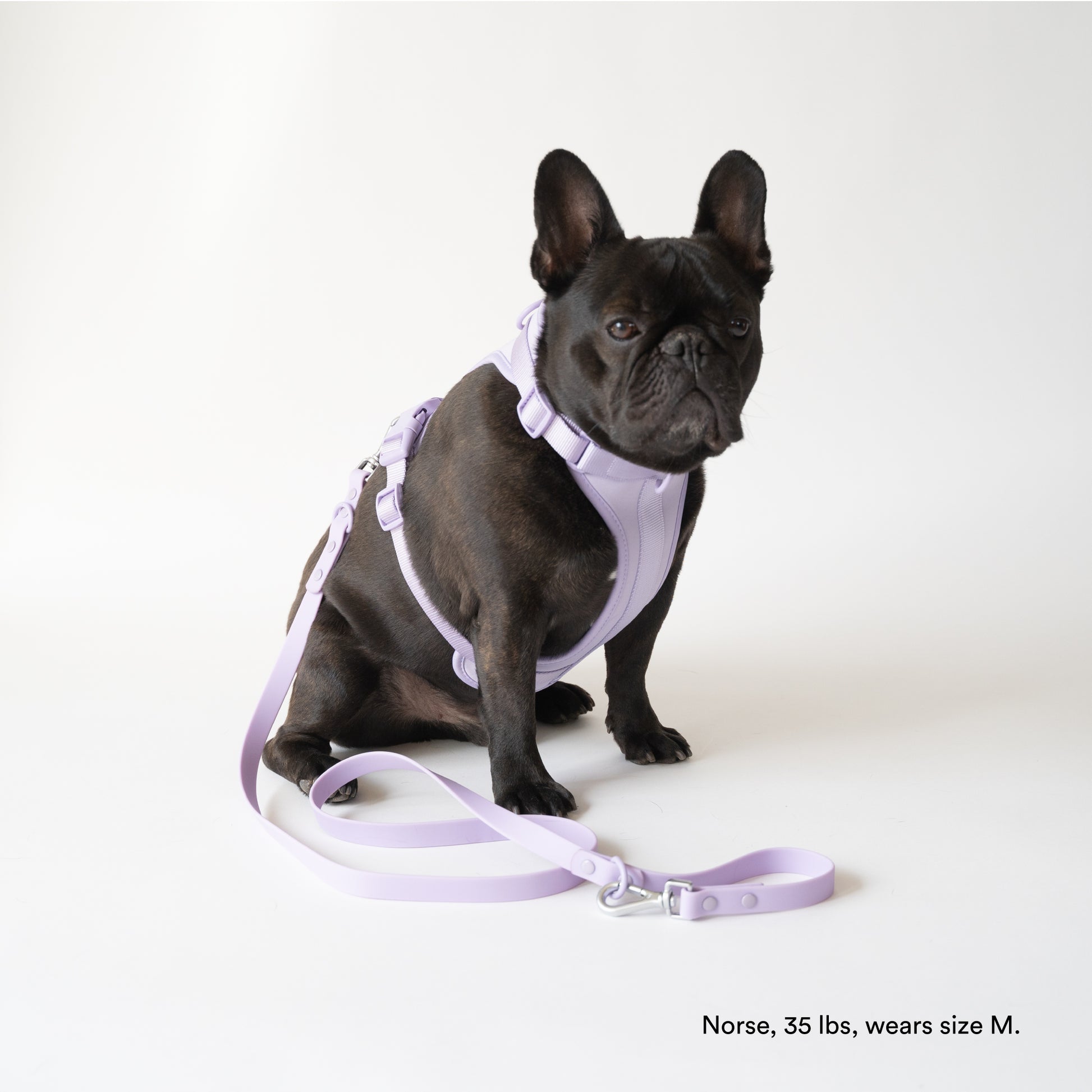 French Bulldog Harness