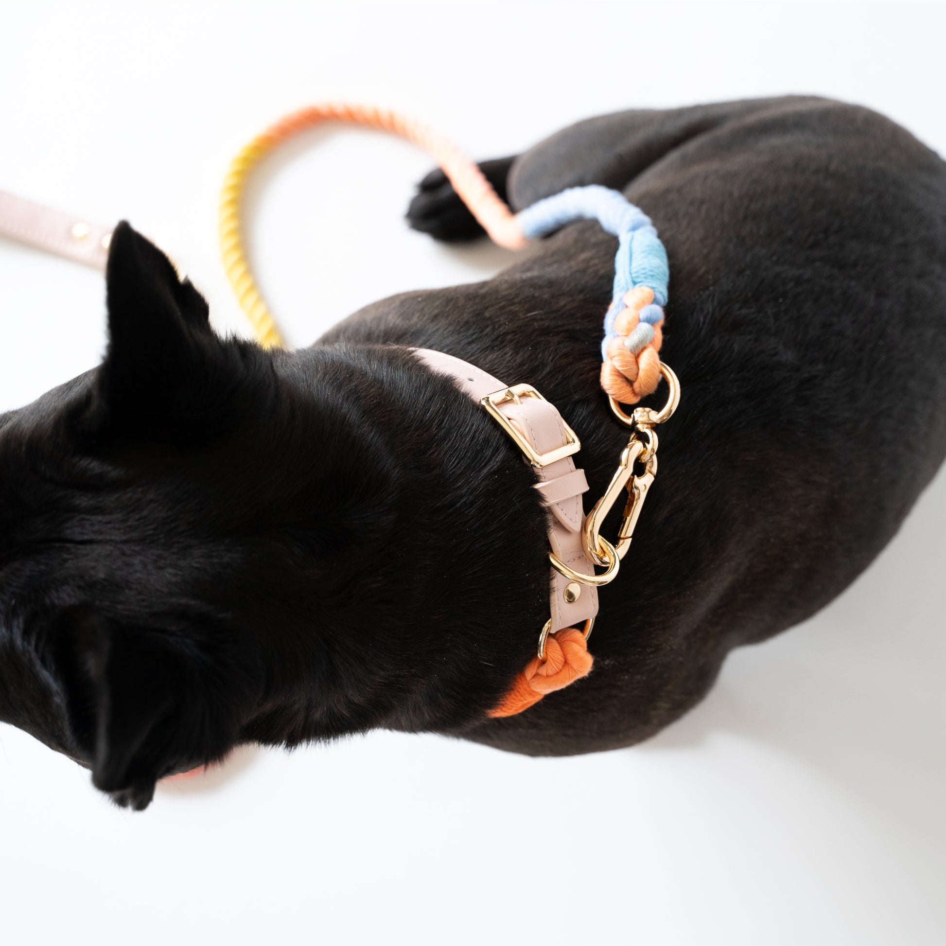 cotton rope style collar and leash with metal hardware