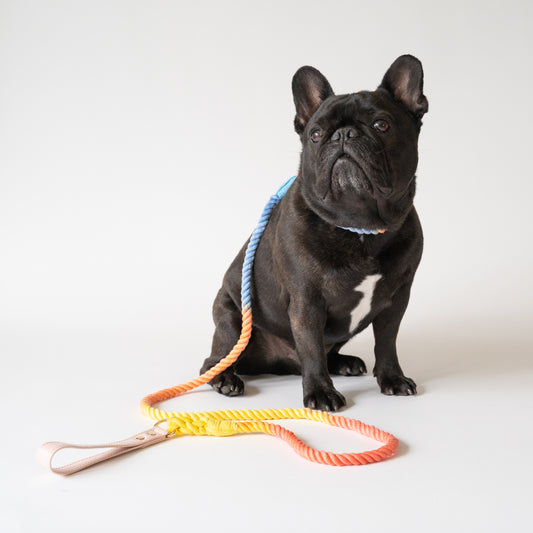 rainbow collar and leash set