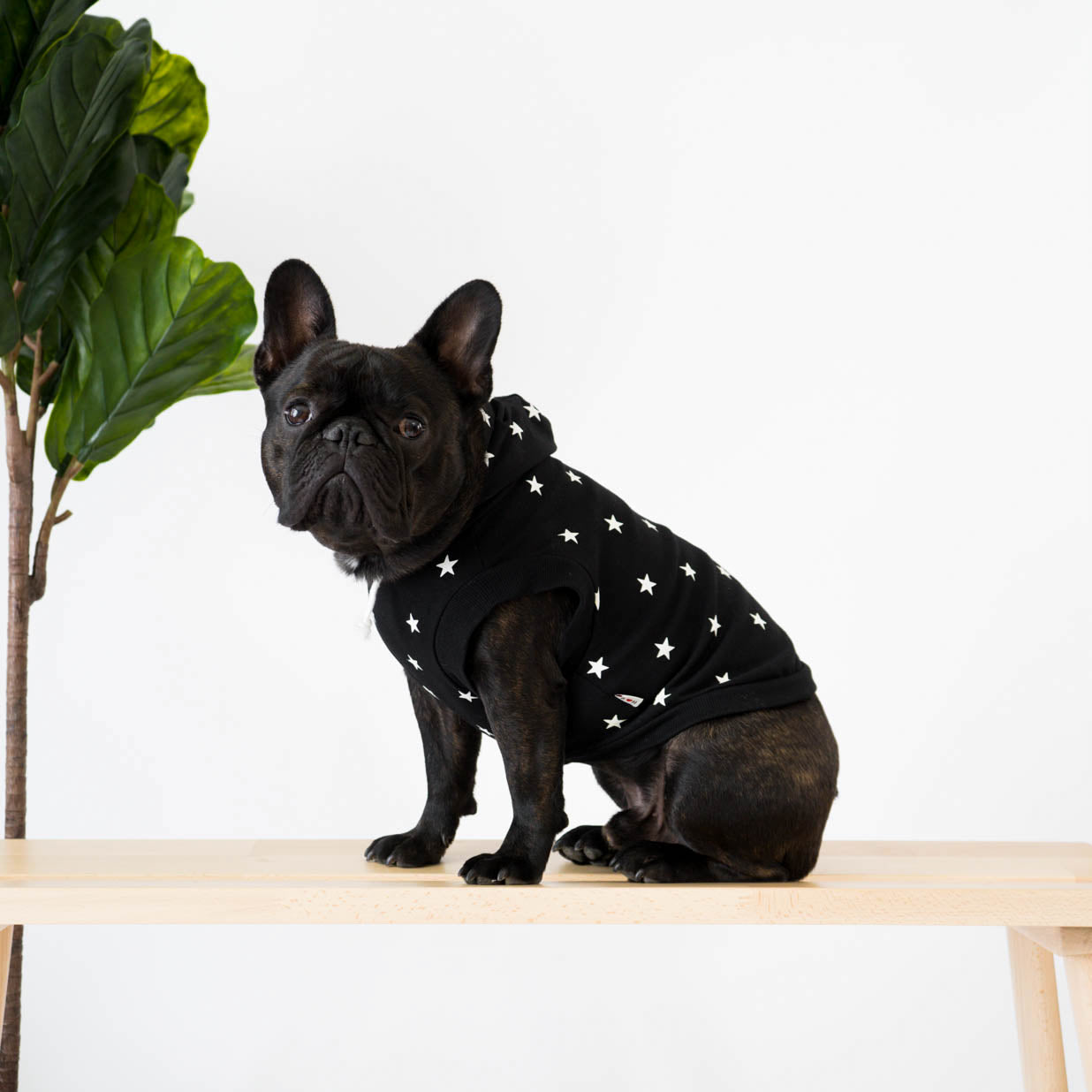 Star Print French Bulldog Hoodie