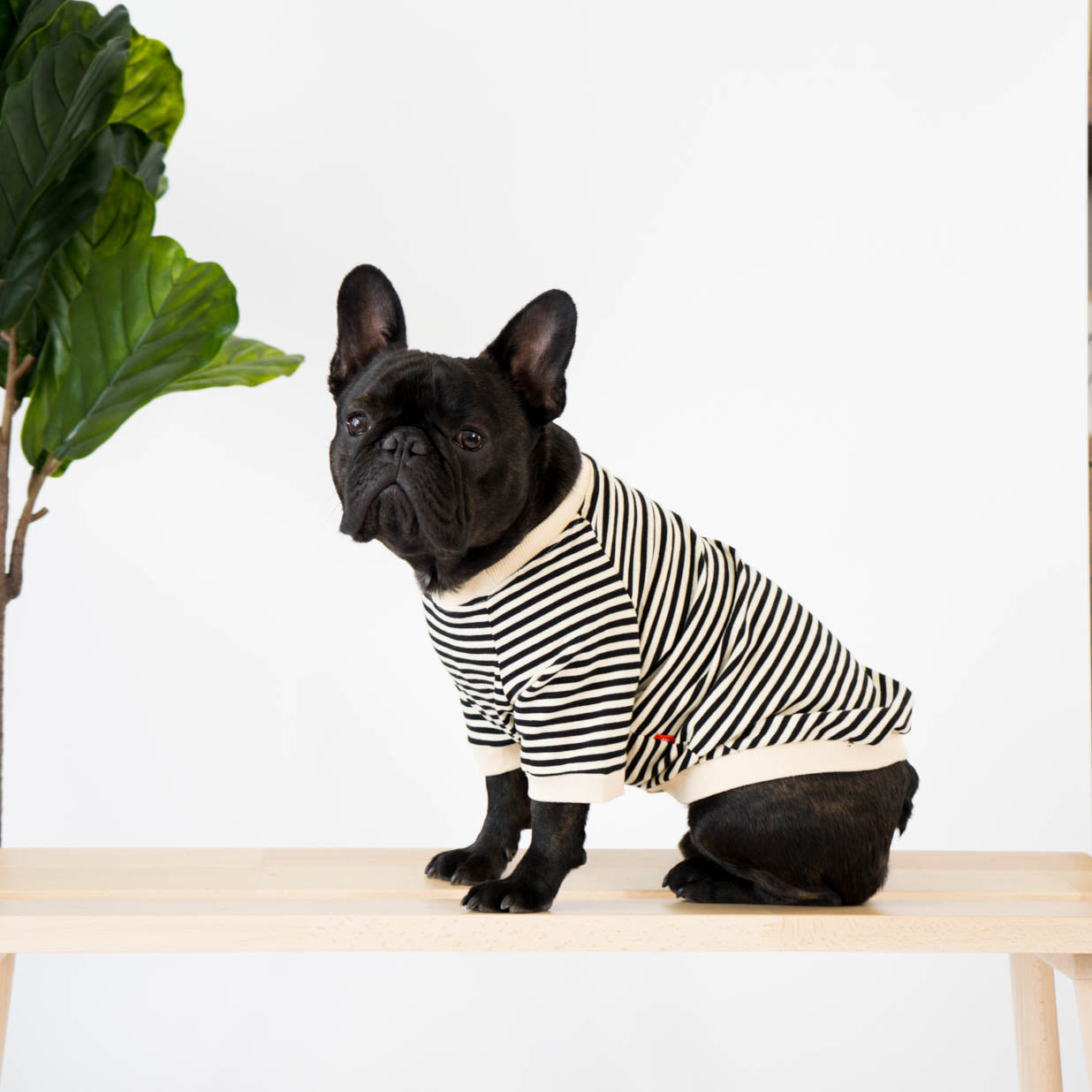 Striped T-Shirt for French Bulldogs