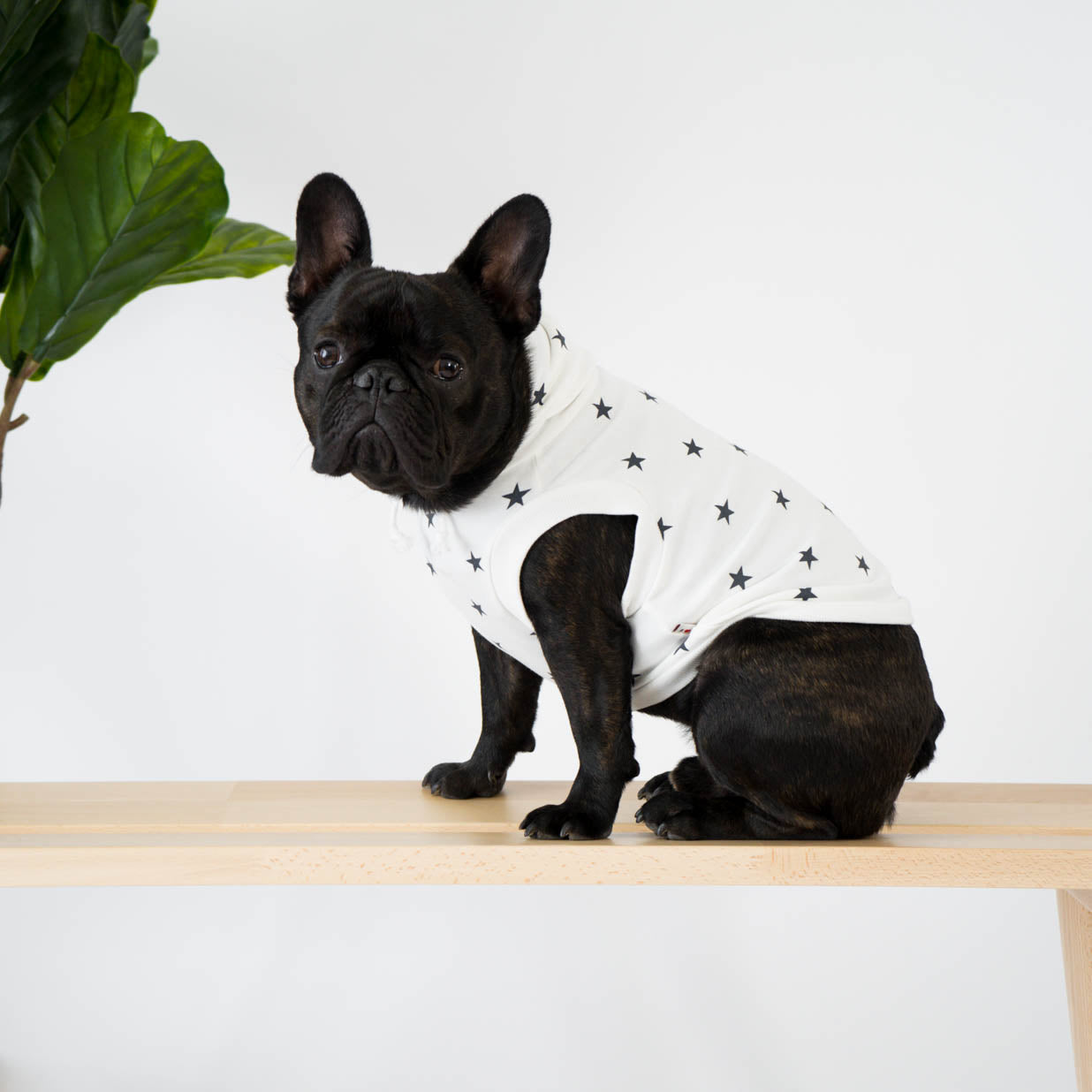 Star Print French Bulldog Hoodie