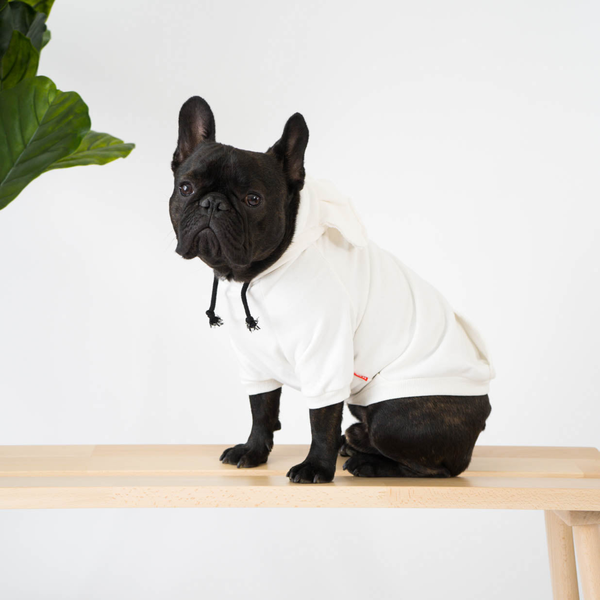 White Hoodie With Ears for French Bulldogs